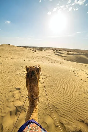 The view forward from a camel saddle over open dunes